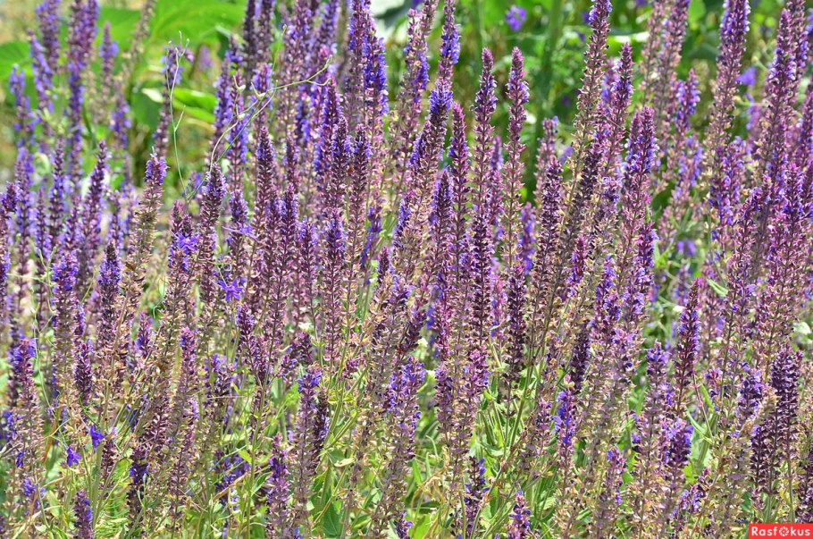 Шалфей лавандоволистный