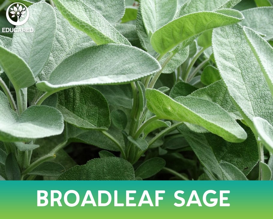 Чабрец Лесной