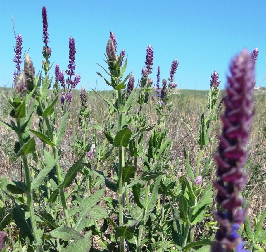 Шалфей Критский