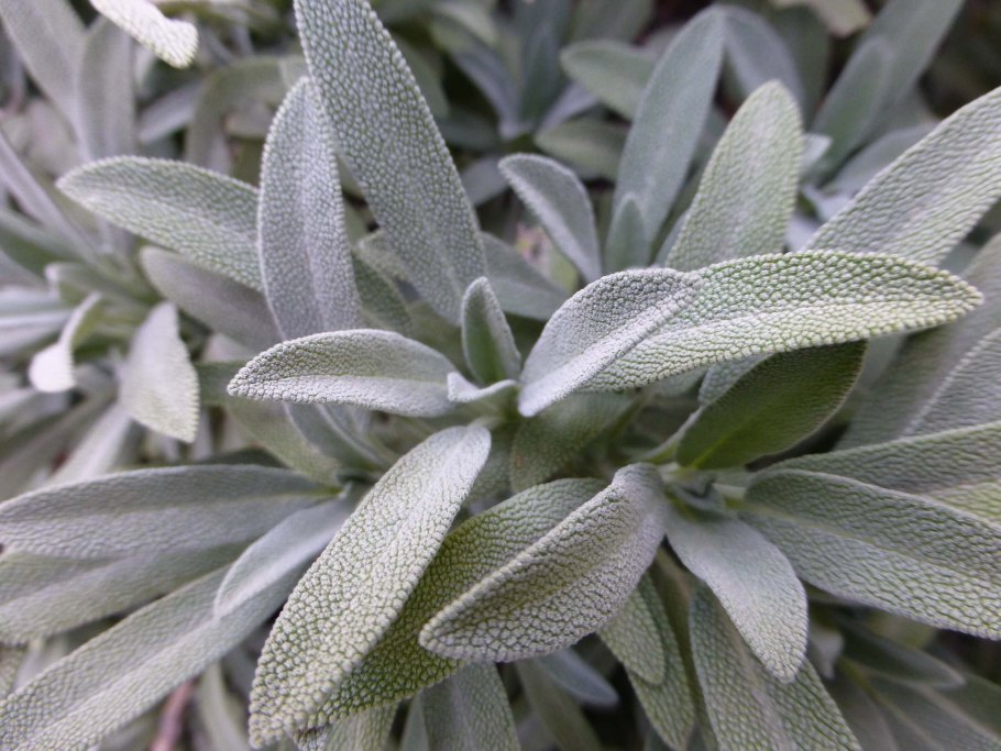 Шалфей лекарственный серебристый