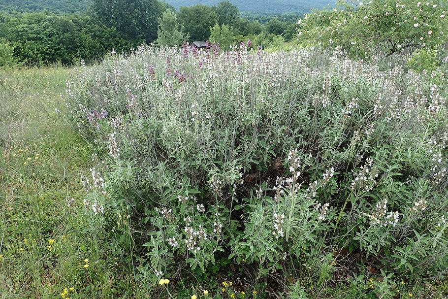 Шалфей Греция