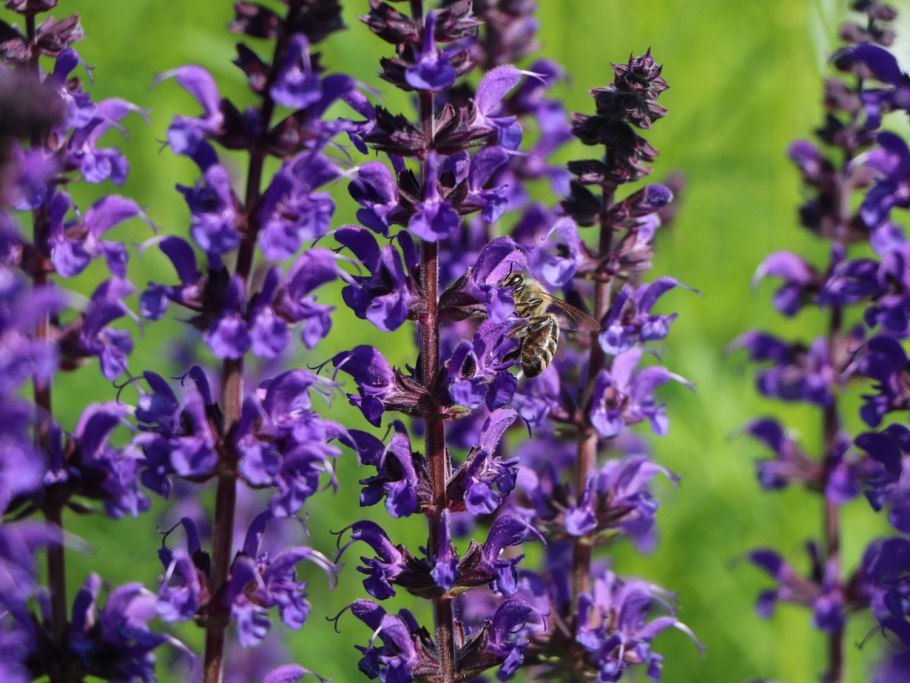 Шалфей Дубравный 'Mainacht'