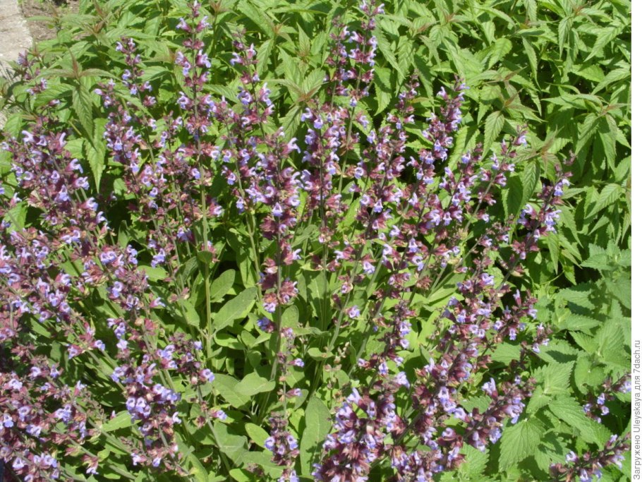 Шалфей высокогорный
