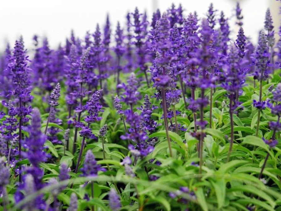Шалфей лекарственный (Salvia officinalis)