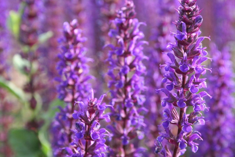 Шалфей Кубанец