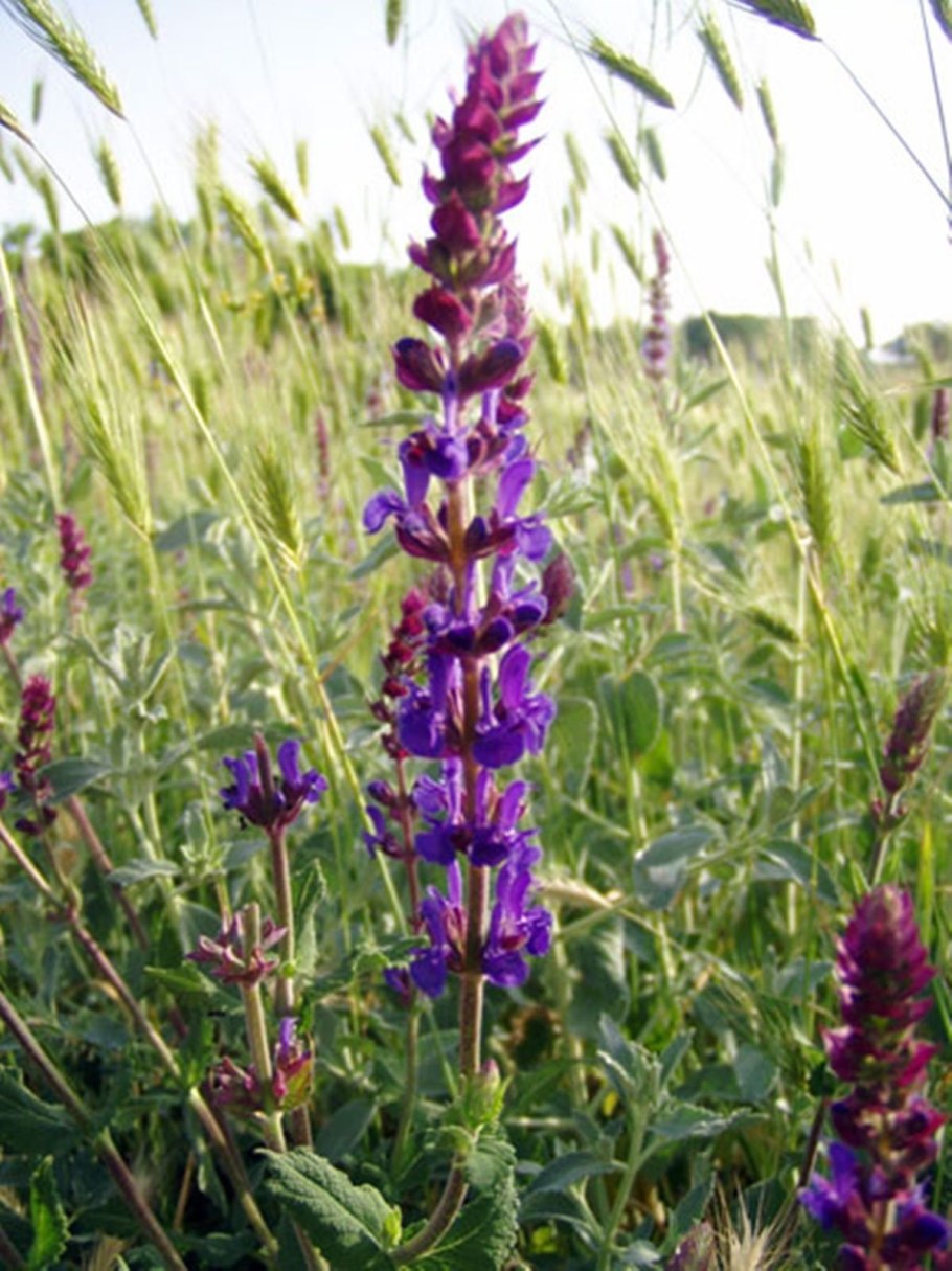 Шалфей Луговой медонос