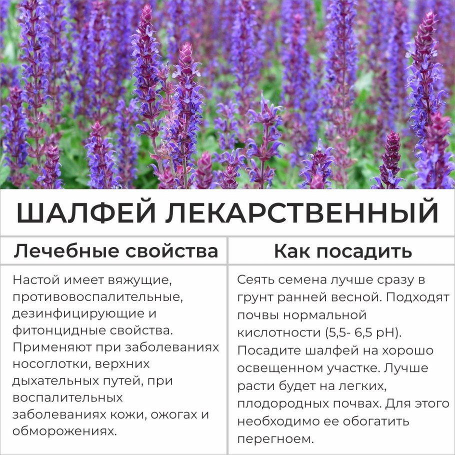 Шалфей полукустарник