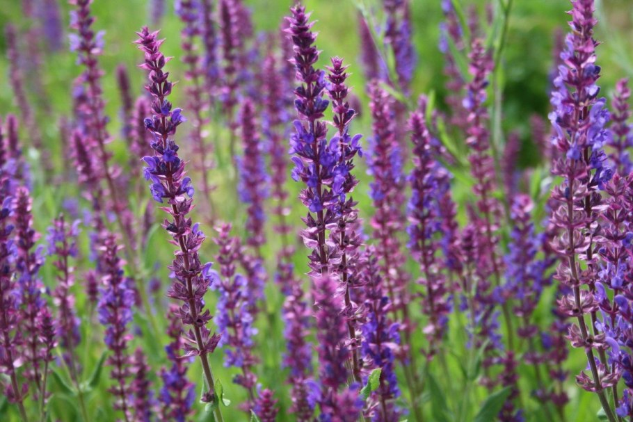 Иссоп шалфей