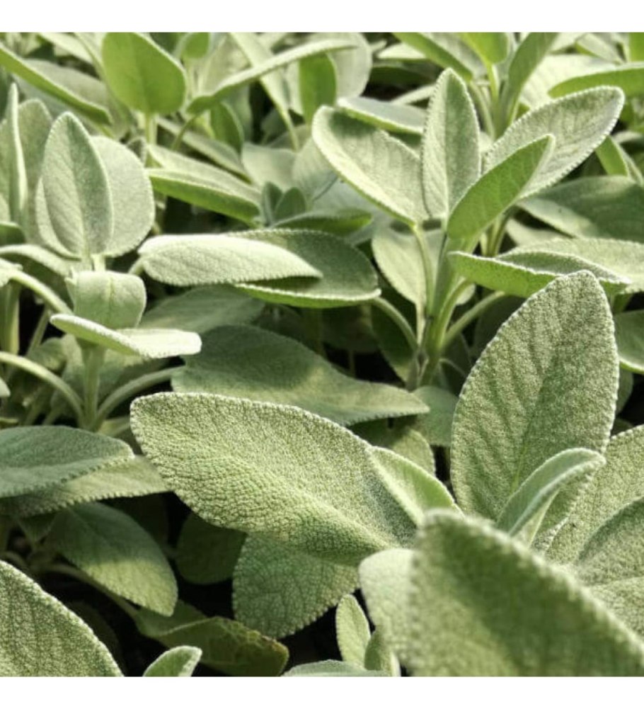 Шалфей горный серебристый