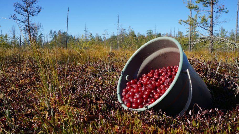 Клюква в лесу