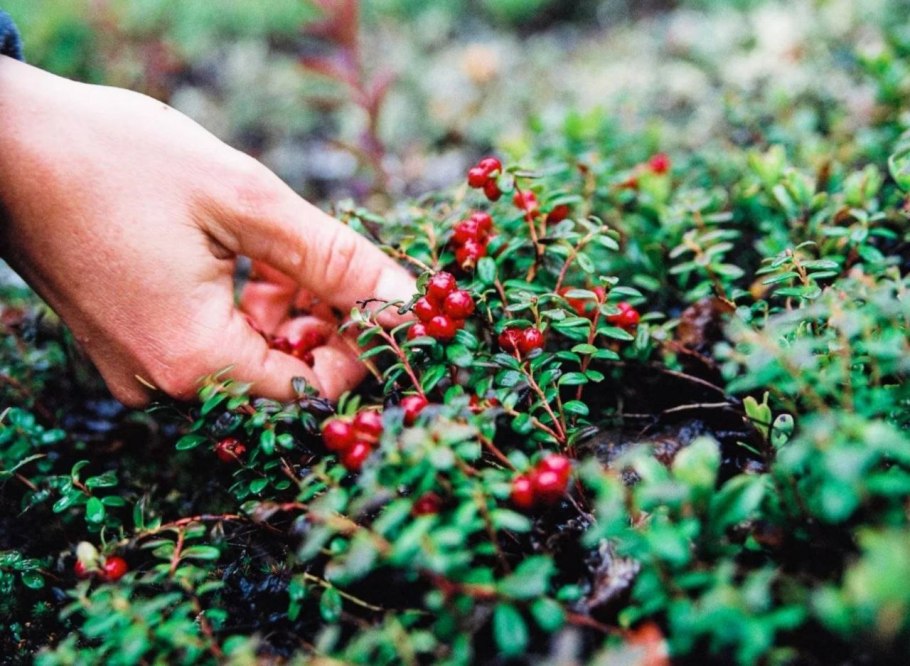 Ягоды в лесу брусника