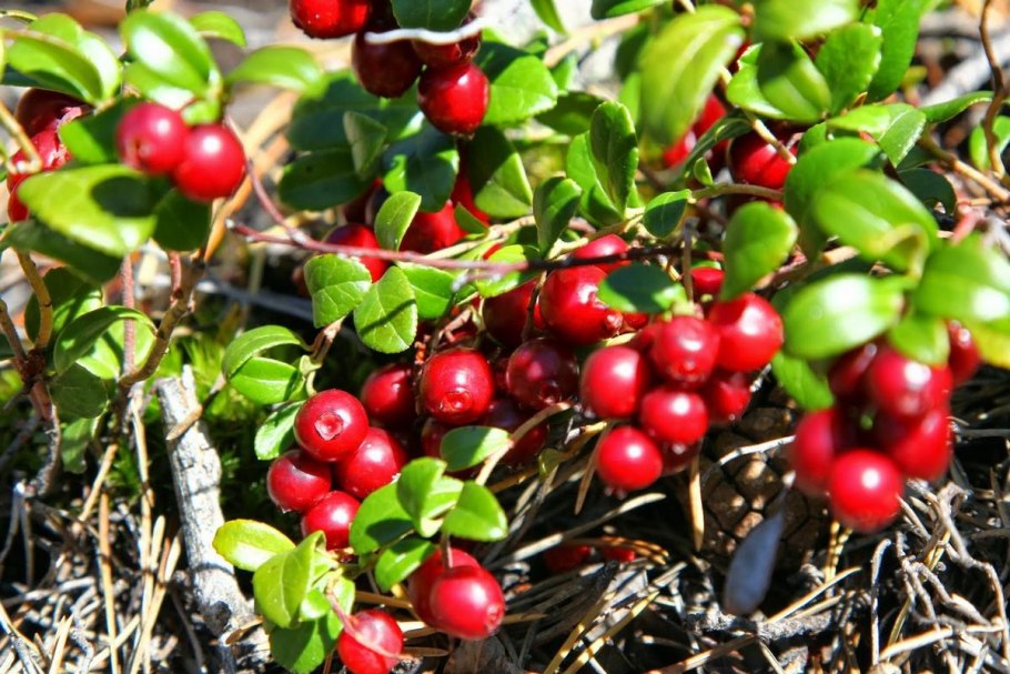 Байкальская брусника