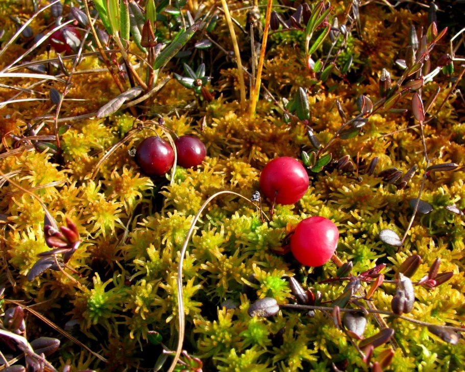 Осенние ягоды клюква