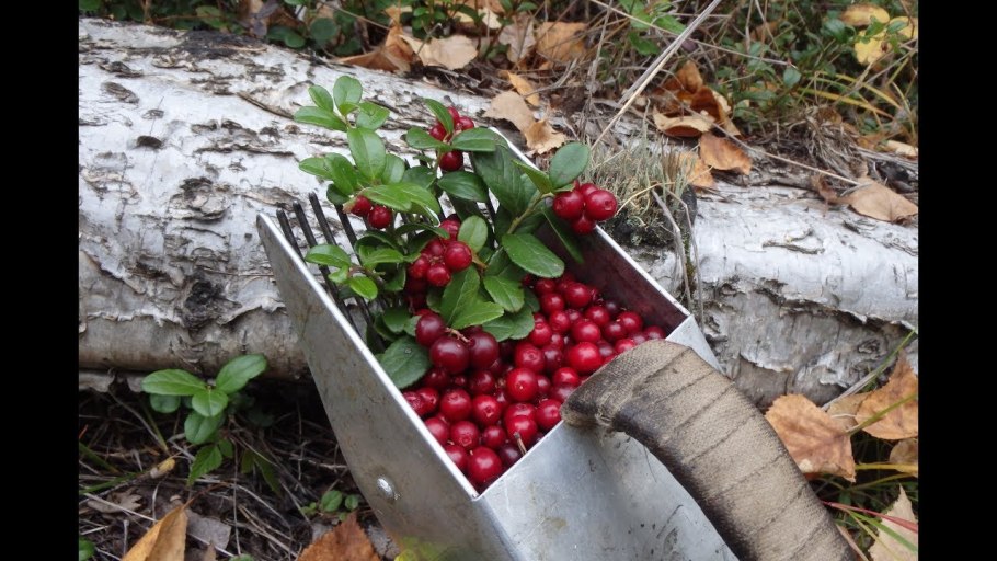 Брусника сбор ягод