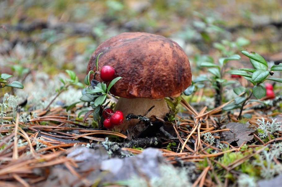 Боровик гриб тундры Республика Коми