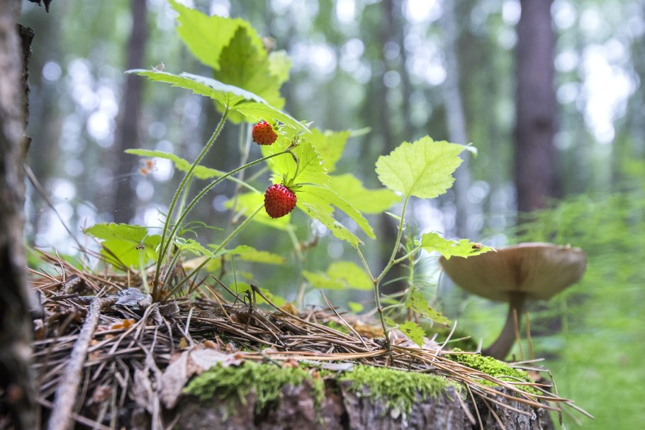 Грибы и земляника