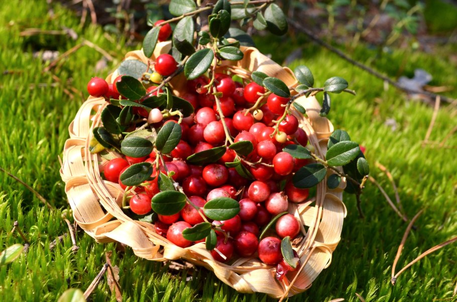 Ягоды в лесу брусника