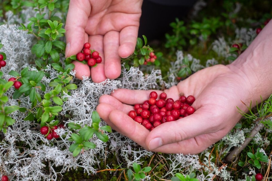 Брусника на ягеле