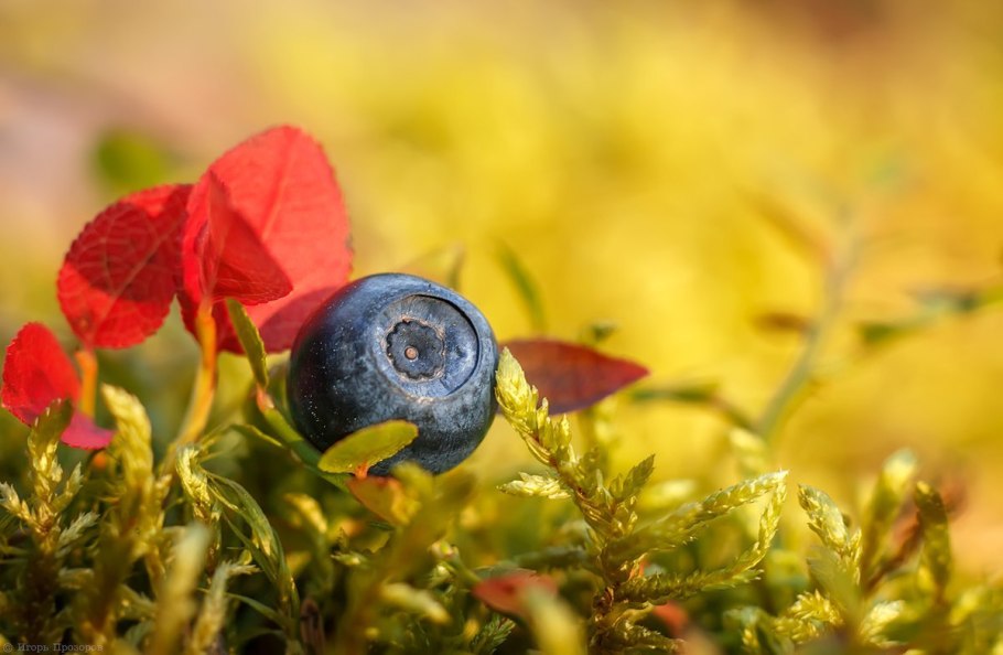 Черника макро