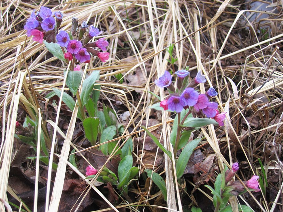 Лесные растения цветущие в мае