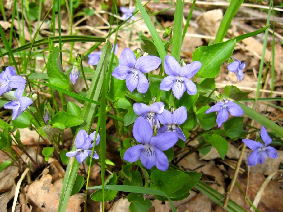 Лесные цветы названия