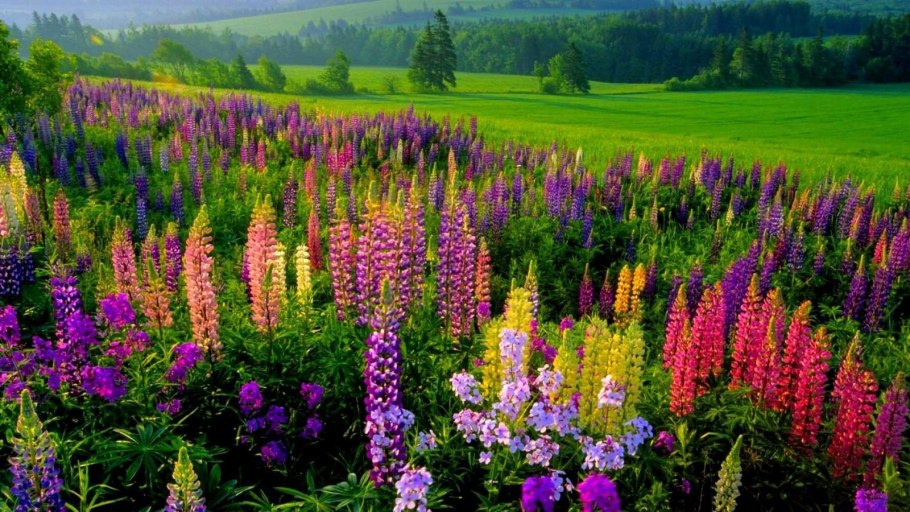 Национальный парк баварский лес люпины