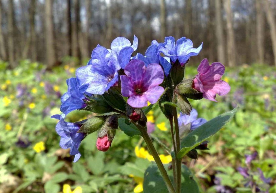 Azurea Медуница