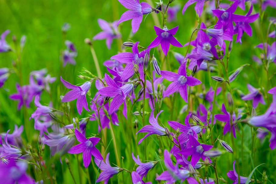 Колокольчик раскидистый