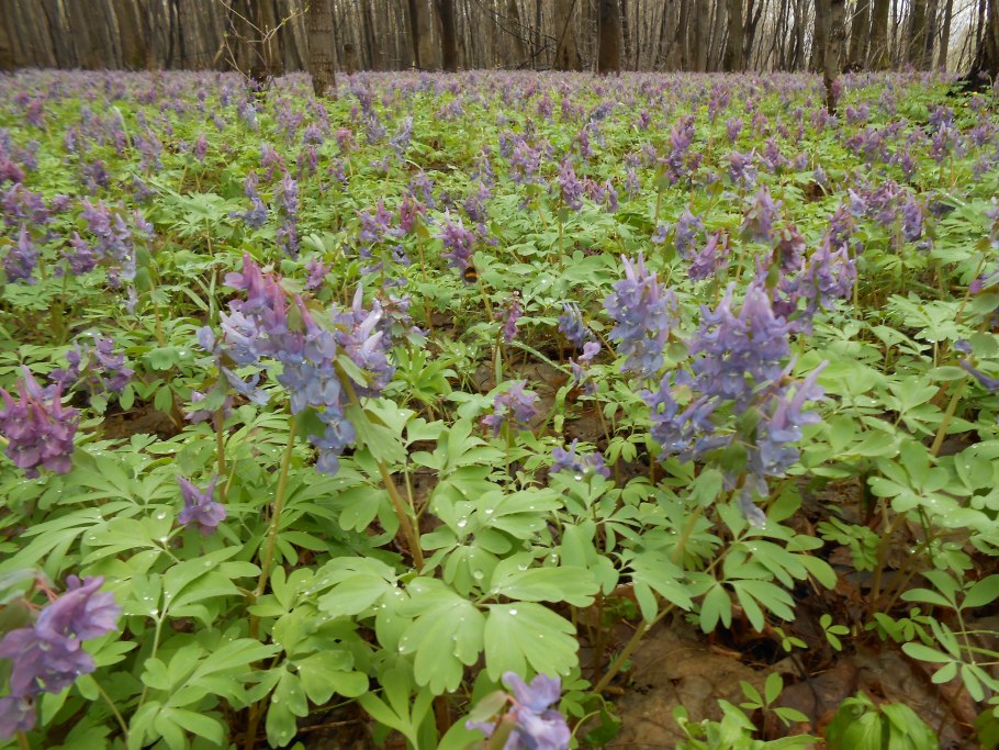 Хохлатка цветок