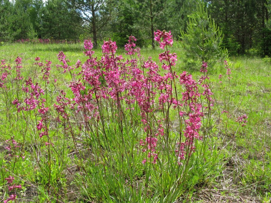 Болотные растения Южного Урала