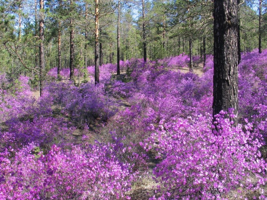 Рододендрон Даурский Забайкалье