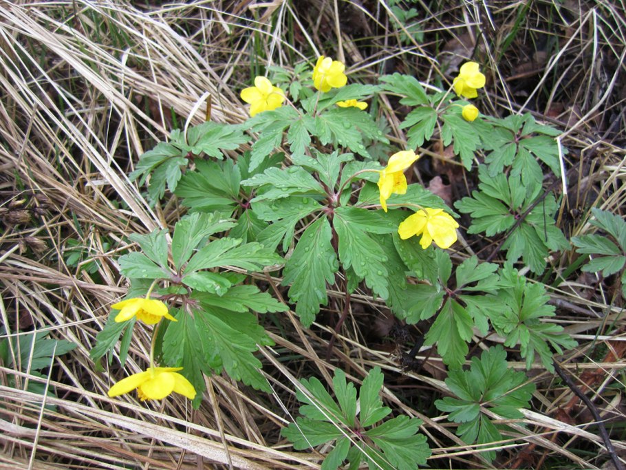 Лесные растения средней полосы