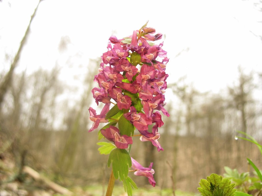 Лесной цветок розового цвета