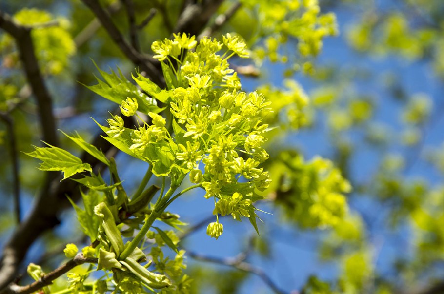 Клен остролистный цветы дерево