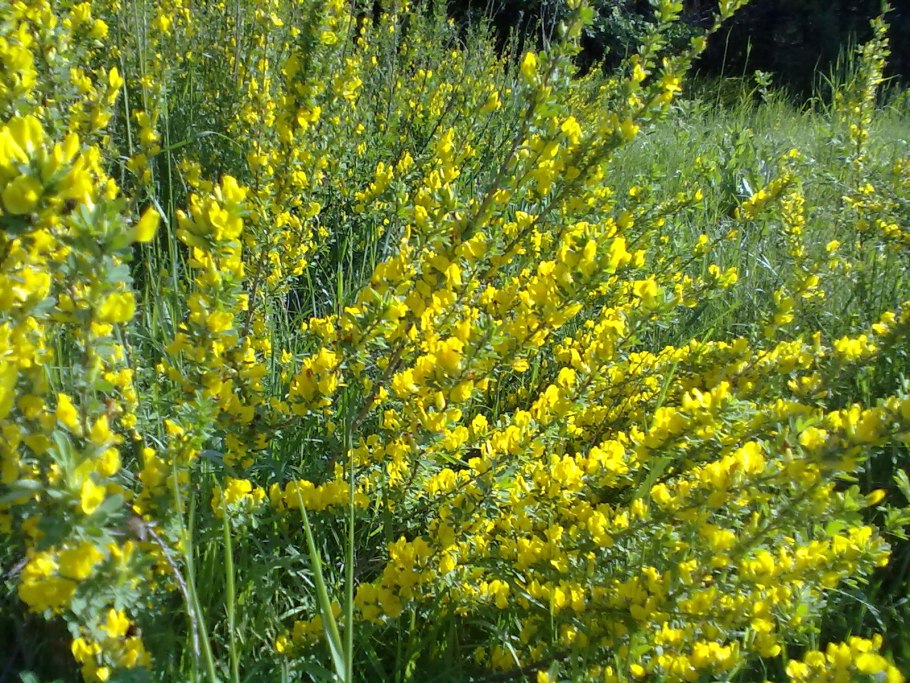 Жёлтая Полевая Чилига