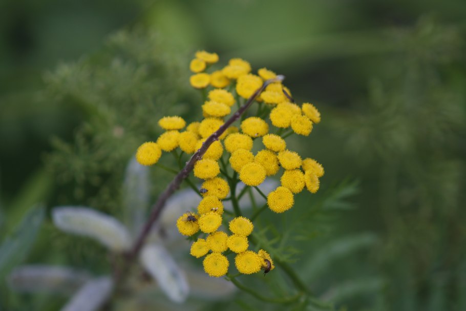 Танацетум вульгаре