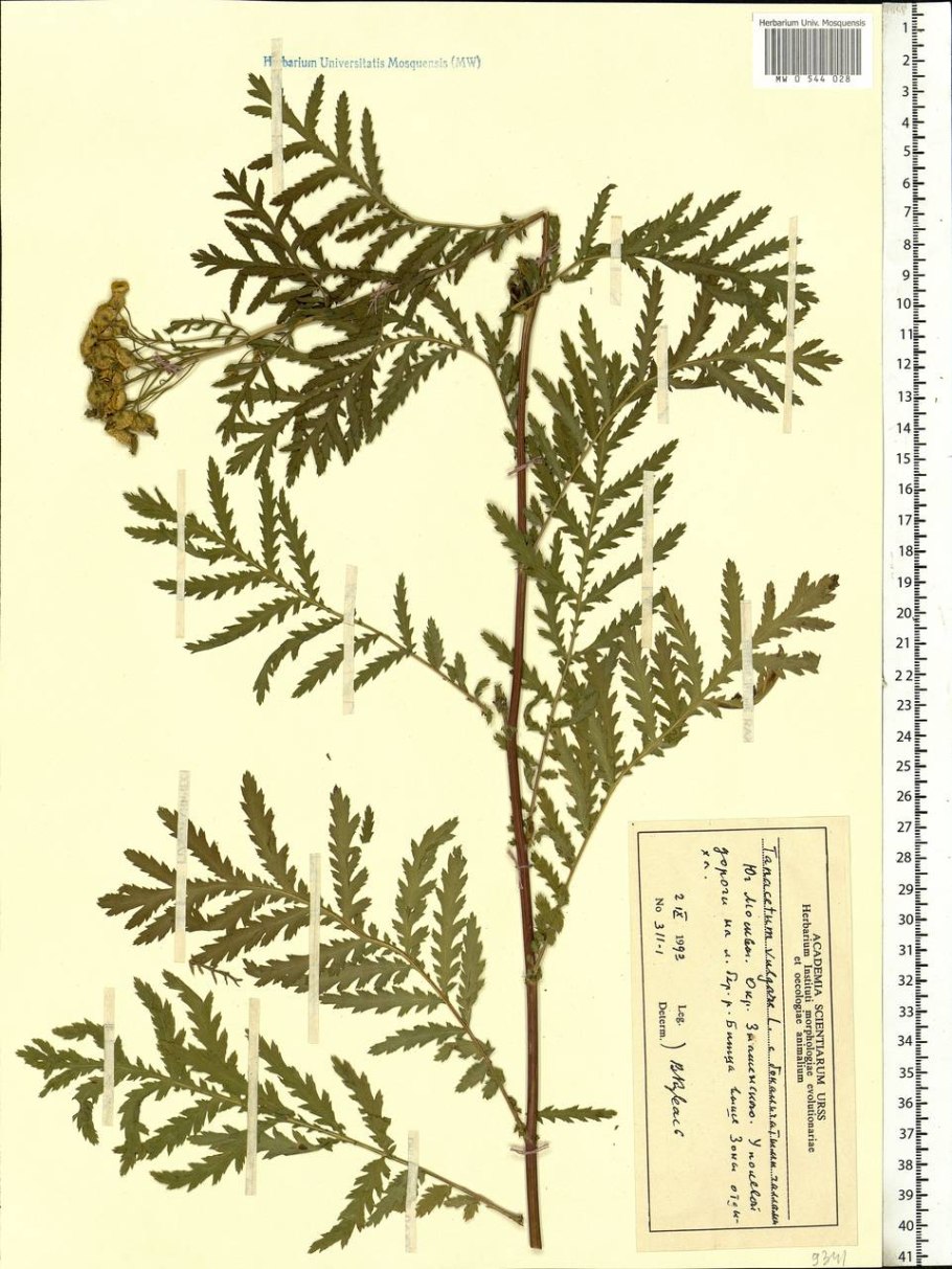 Пижма ядовитое растение