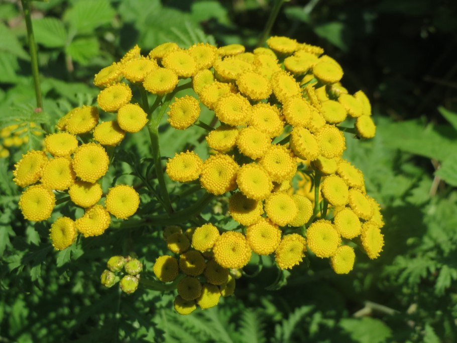 Пижма соцветие