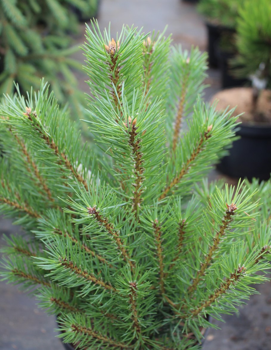 Pinus Sylvestris Nana compacta