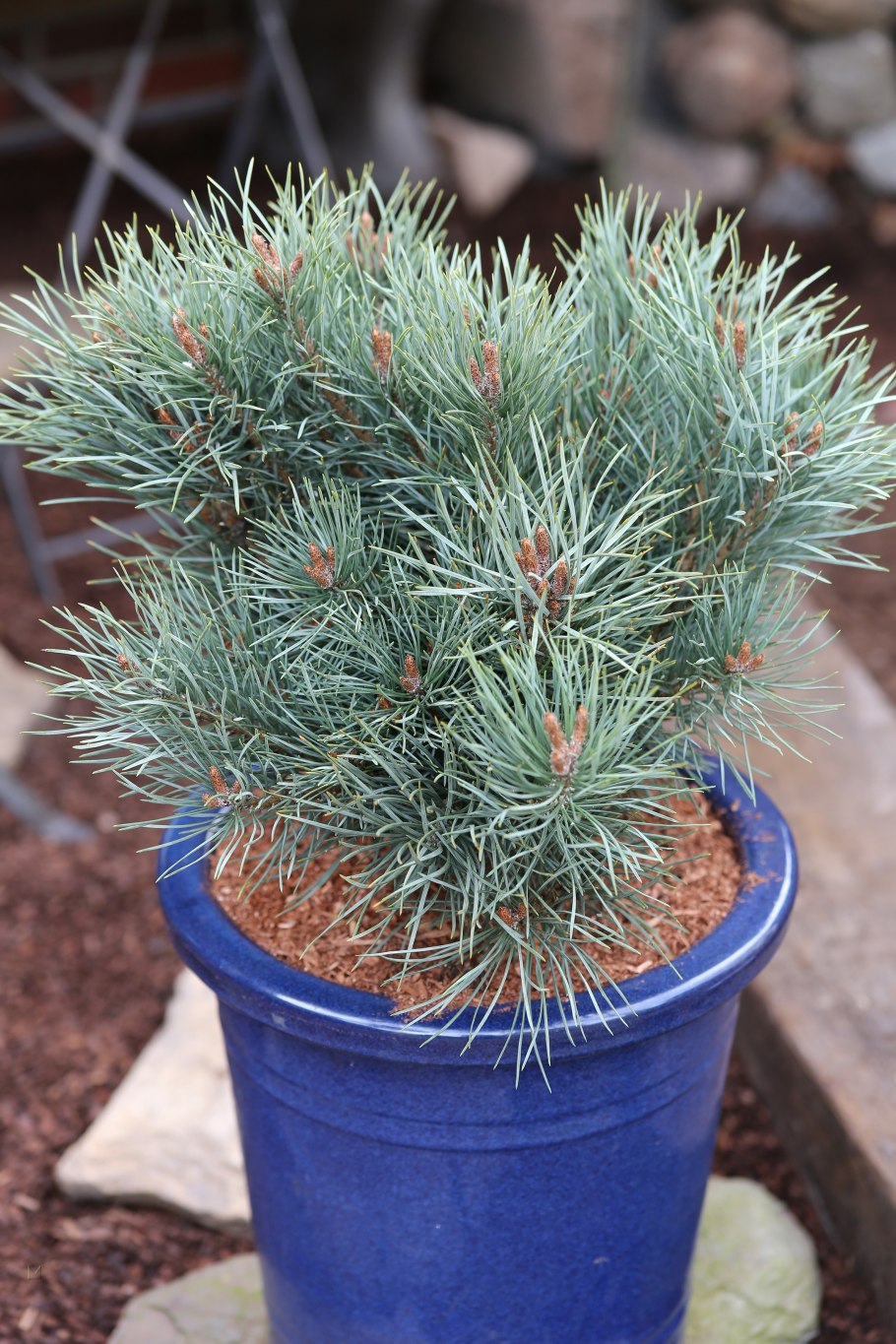 Pinus Sylvestris argentea