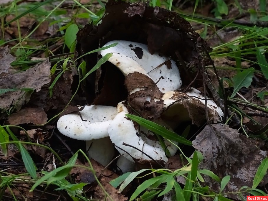 Груздь ложный скрипица