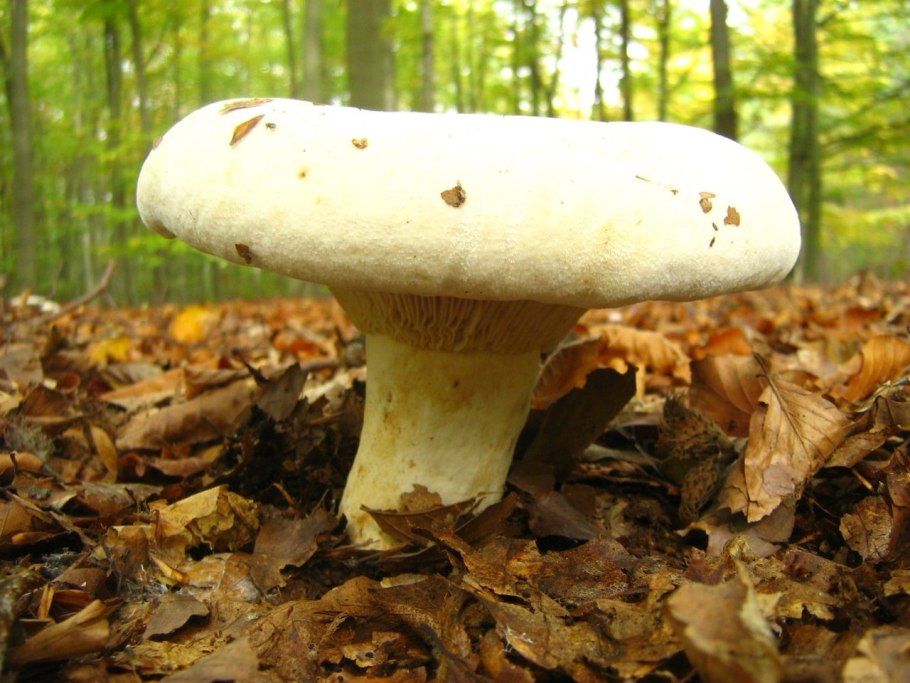 Скрипица Lactarius vellereus.