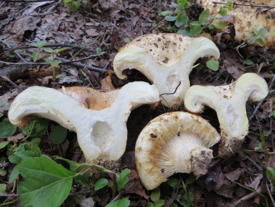 Скрипица Lactarius vellereus.