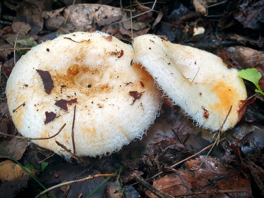 Скрипица Lactarius vellereus.