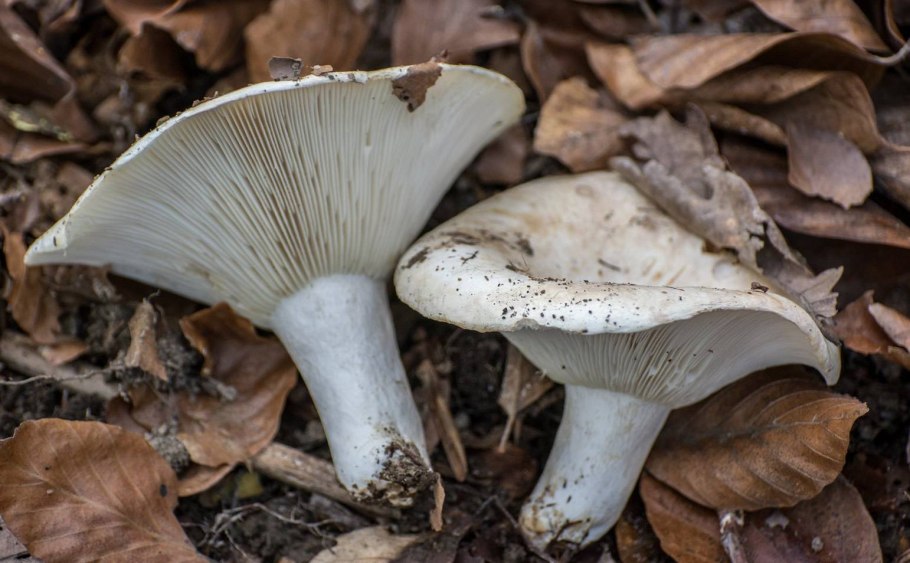 Подгруздок частопластинчатый