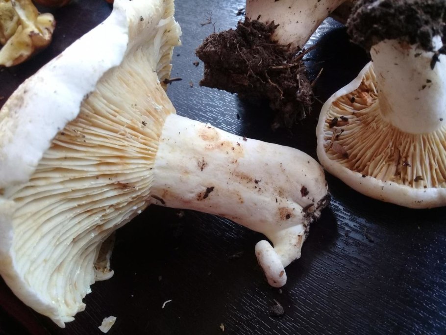 Скрипица Lactarius vellereus.