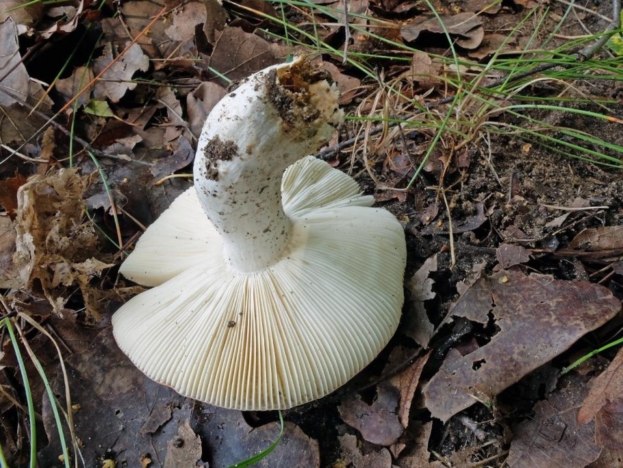 Груздь ложный скрипица