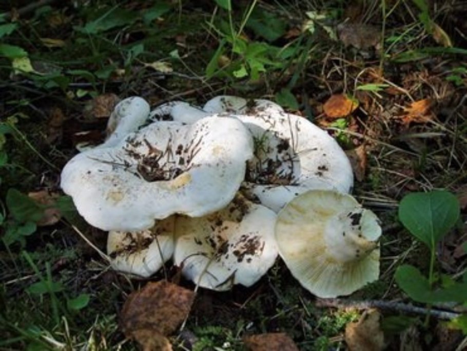 Подгруздок бело-чёрный Russula albonigra