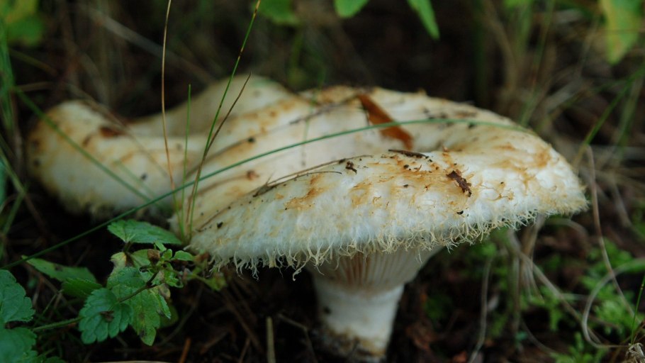 Гриб скрипица Еловая