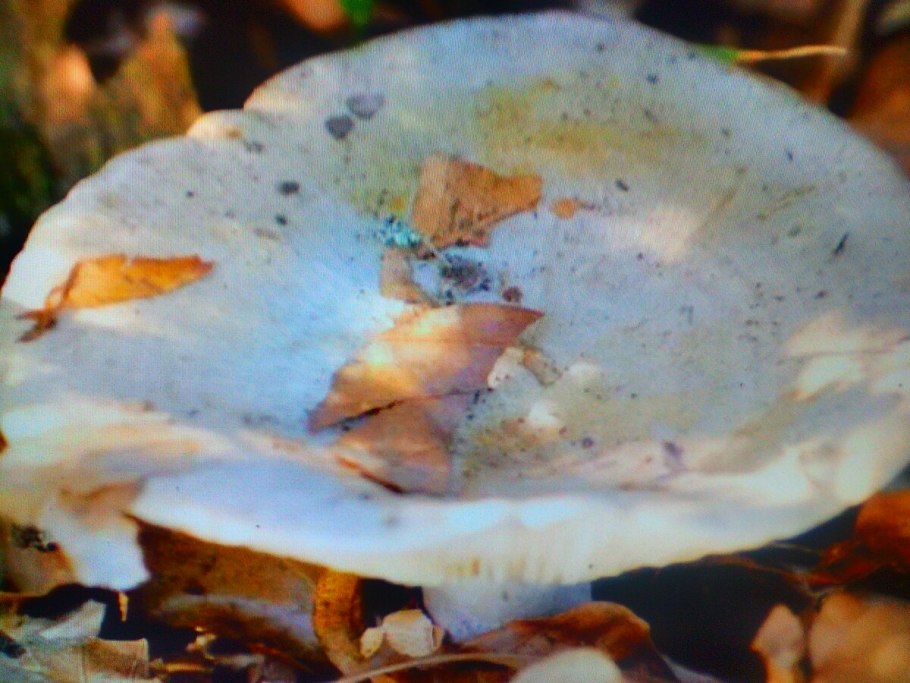 Груздь дубовый Lactarius insulsus